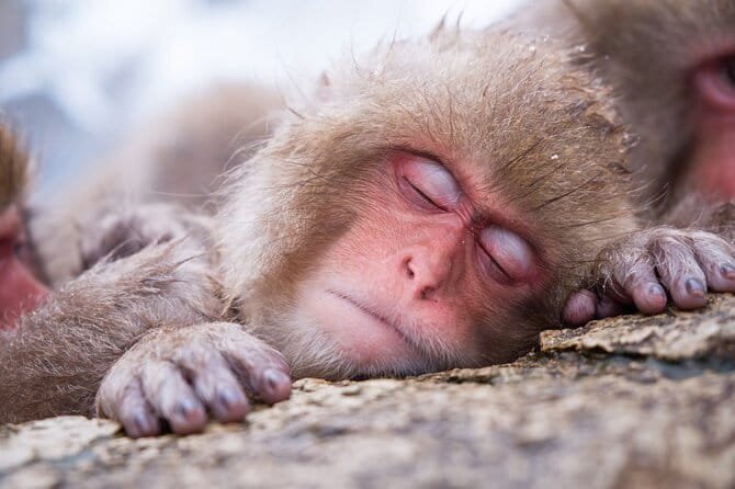 1-Day Winter Tour From Nozawa Onsen: Snow Monkeys, Zenko-ji Temple & Sake - Key points at a glance