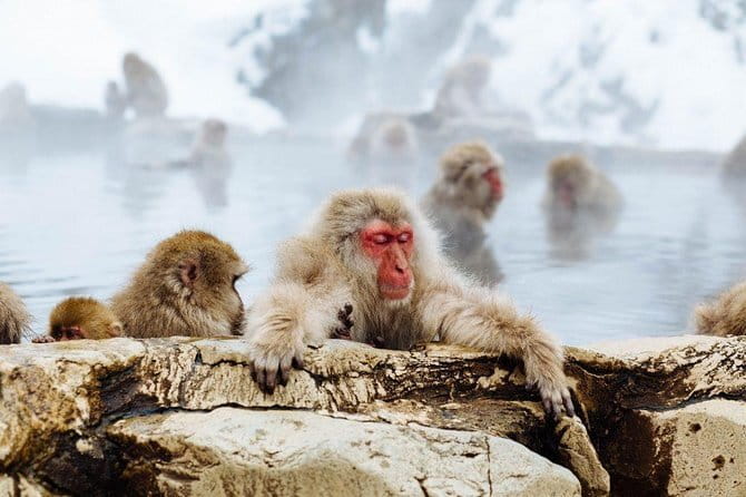 1-Day Winter Tour From Nozawa Onsen: Snow Monkeys, Zenko-ji Temple & Sake - A warm lunch at Japanese Dining GOEN