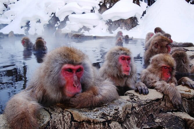 1-Day Winter Tour From Nozawa Onsen: Snow Monkeys, Zenko-ji Temple & Sake - A short sake tasting in central Nagano