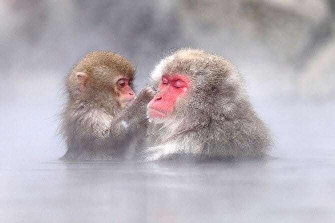 1-Day Winter Tour From Nozawa Onsen: Snow Monkeys, Zenko-ji Temple & Sake - How the timing works from Nozawa Onsen