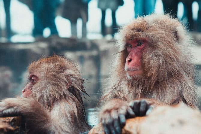1-Day Winter Tour From Nozawa Onsen: Snow Monkeys, Zenko-ji Temple & Sake - What I like most about the guiding