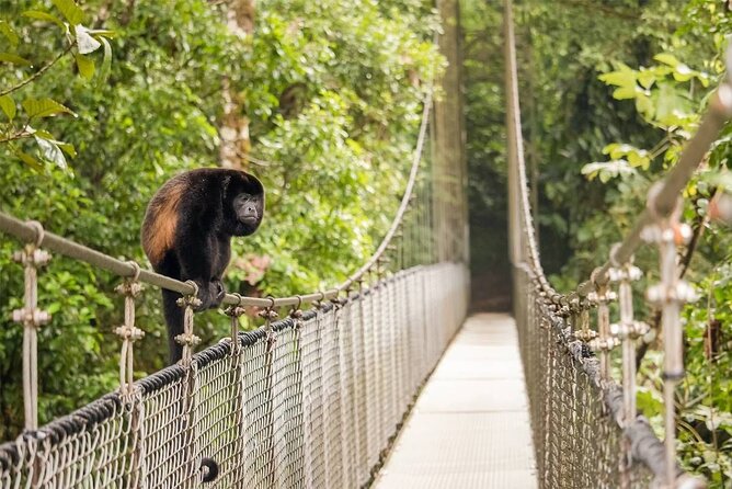 3 in 1 Combo: La Fortuna Waterfall, Hanging Bridges, Thermal Spa from San José - The guides can make or break the day