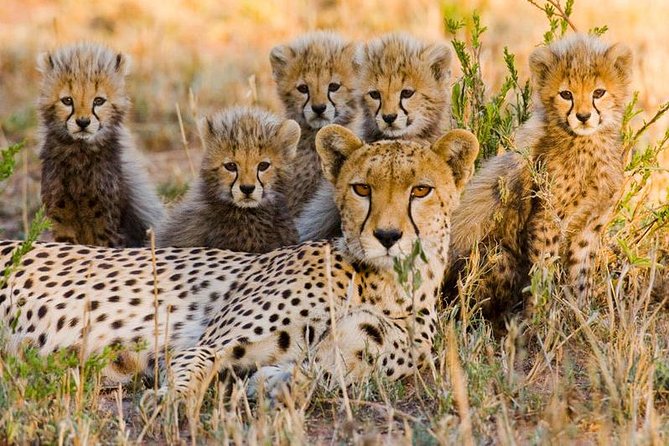 7Day Serengeti Migration (Ndutu), Crater, Hot Springs & City Tour - Why Ndutu is the heart of this safari