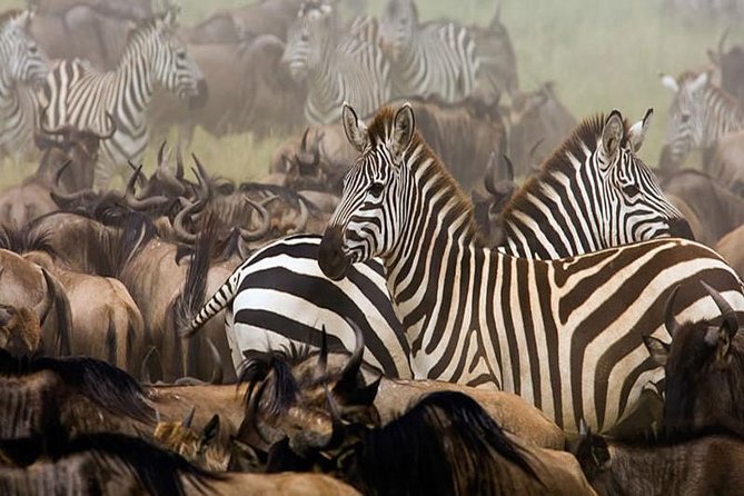 7Day Serengeti Migration (Ndutu), Crater, Hot Springs & City Tour - Days 2 and 3: Following the herds in Ndutu