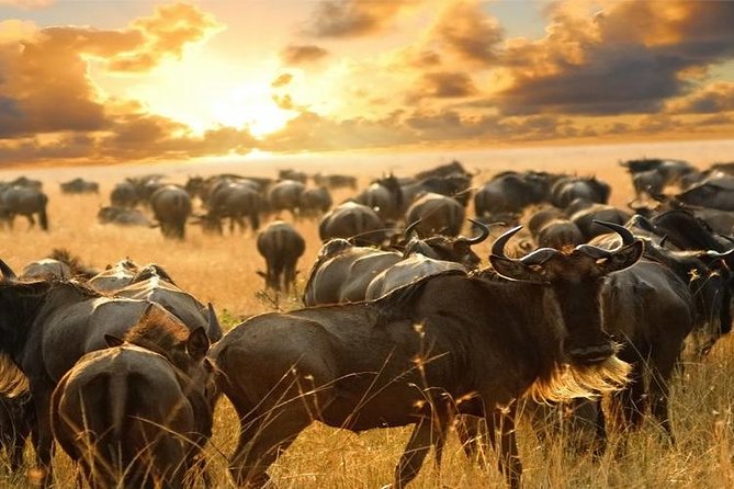 7Day Serengeti Migration (Ndutu), Crater, Hot Springs & City Tour - Day 6: Markets, gemstones, and food in Arusha