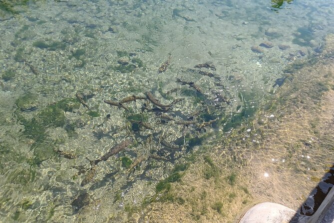 A day tour in Montanejos hot springs. - Who will enjoy this day most?
