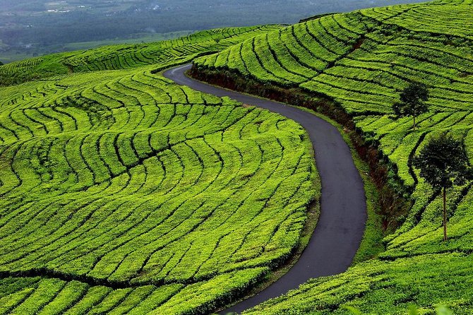 Active Volcano, Rice Field, Hot Spring, Fruit market, Tea Plantation with Lunch - The road out of Jakarta