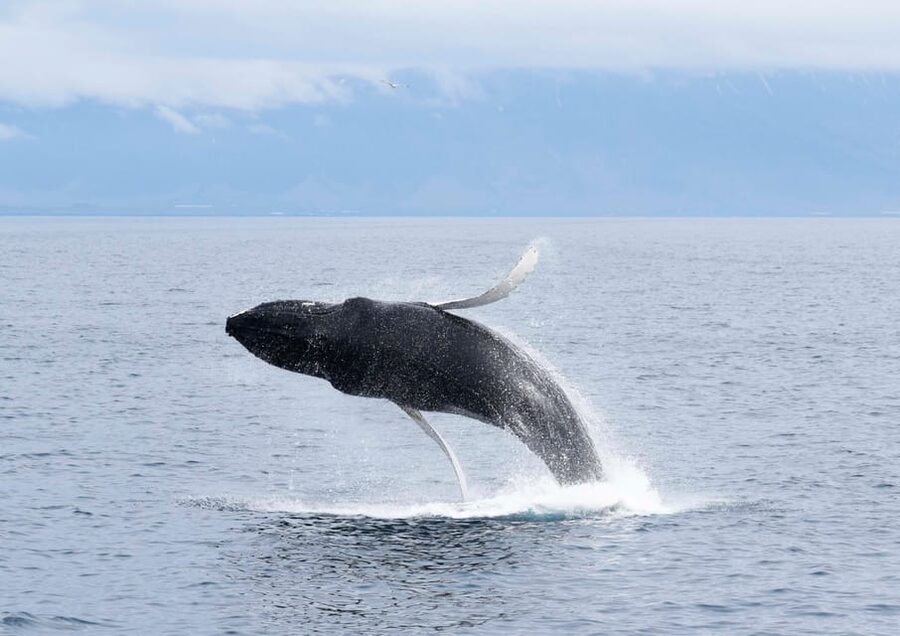 Akureyri: Whale Watching Tour & Forest Lagoon Entrance - Key points to know before you book