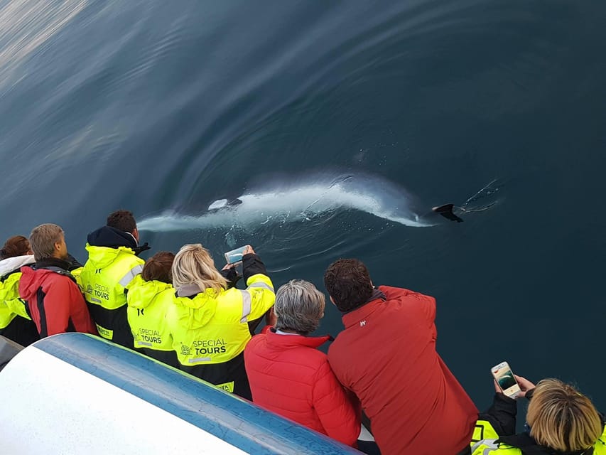 Akureyri: Whale Watching Tour & Forest Lagoon Entrance - Eyjafjörður and the wildlife you may see