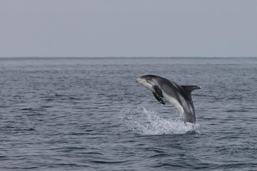 Akureyri: Whale Watching Tour & Forest Lagoon Entrance - Is $159 a fair price?