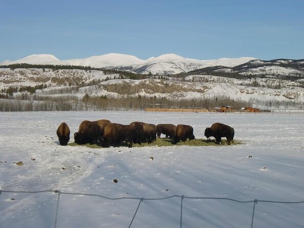 Arctic Day: Yukon Wildlife & Hot Springs Tour | half day - From Whitehorse to Yukon wildlife