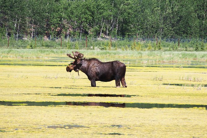 Arctic Day: Yukon Wildlife & Hot Springs Tour | half day - Yukon Wildlife Preserve: 1 hour 45 minutes with Yukon animals