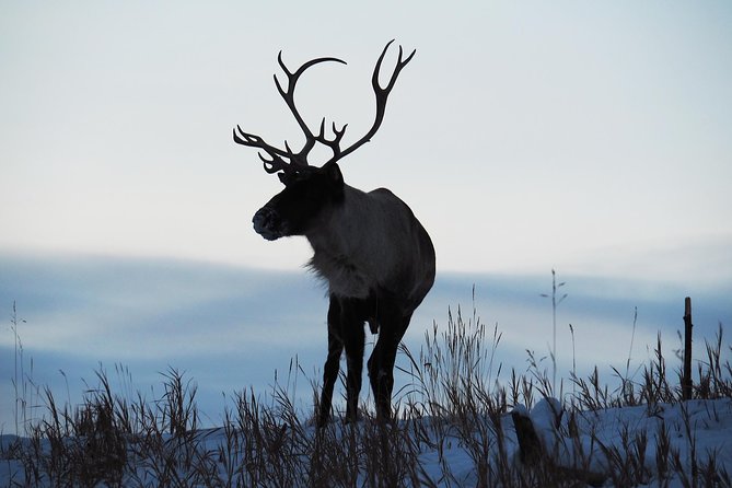 Arctic Day: Yukon Wildlife & Hot Springs Tour | half day - Why the guide and group size matter