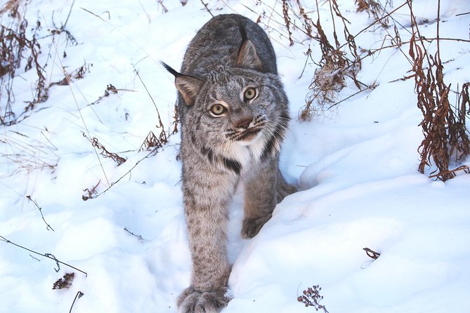 Arctic Day: Yukon Wildlife & Hot Springs Tour | half day - What to pack for the afternoon