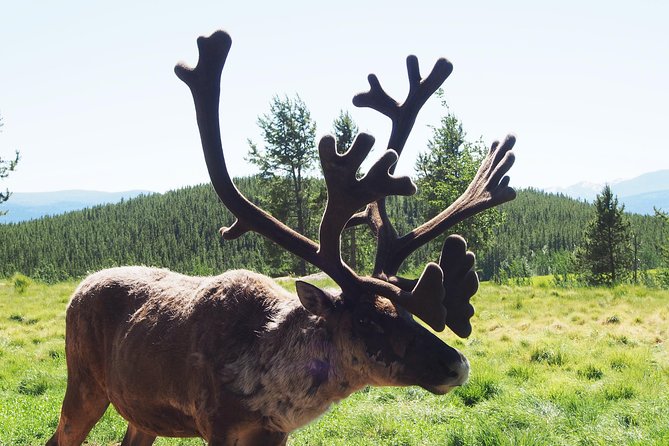 Arctic Day: Yukon Wildlife & Hot Springs Tour | half day - Eclipse Nordic Hot Springs: two hours to slow down