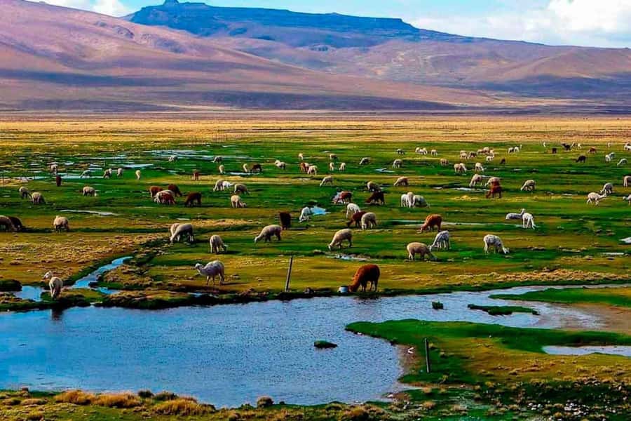 Arequipa: 1-Day Colca Canyon + Thermal Baths Tour - Chivay breakfast makes an early road day easier