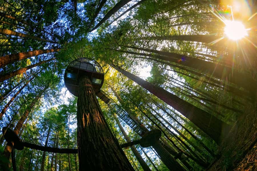 Auckland: Rotorua Highlights w Redwoods Treewalk & Hot Tubs - Secret Spot Hot Tubs beside the stream