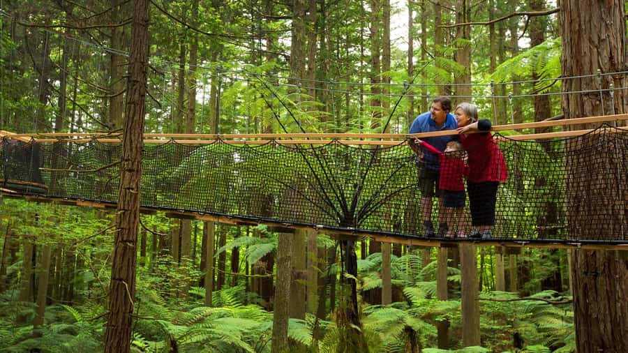 Auckland: Rotorua Highlights w Redwoods Treewalk & Hot Tubs - The long ride back to Auckland