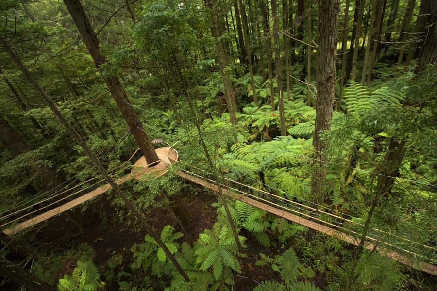 Auckland: Rotorua Highlights w Redwoods Treewalk & Hot Tubs - Practical details that affect the day