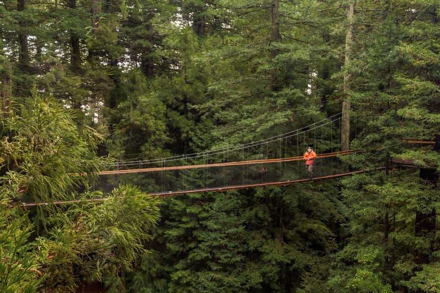 Auckland: Rotorua Highlights w Redwoods Treewalk & Hot Tubs - Seeing Rotorua from the road