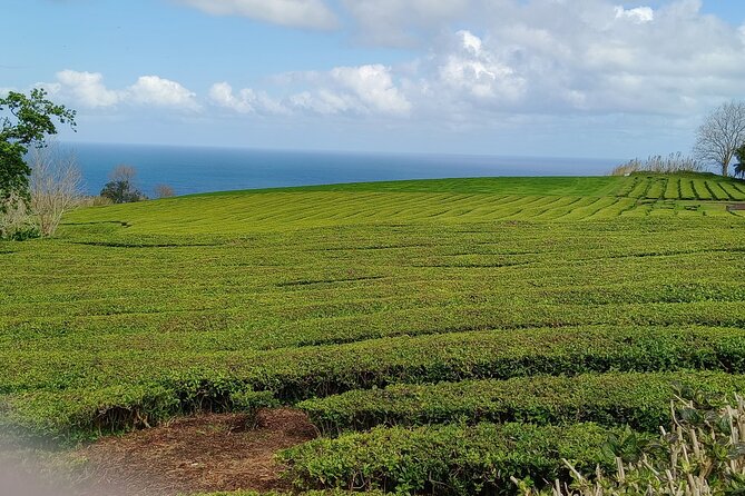 Azores: 1 Day Private Tour Furnas Volcanic Activity & Hot Springs - Terra Nostra: hot pool or botanical garden