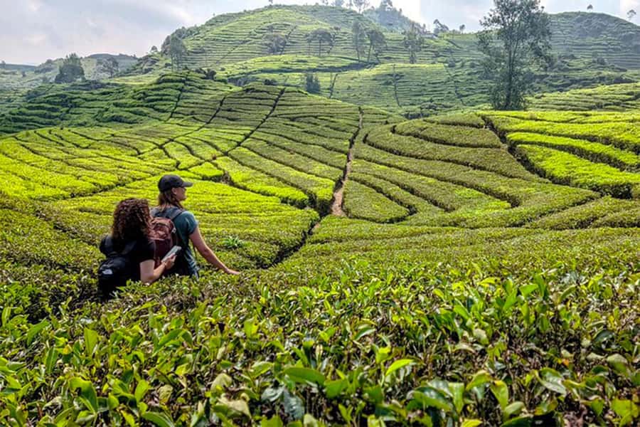 Bandung: White Crater, Scenic Tea Plantations & Hot Spring - Key points to know before booking