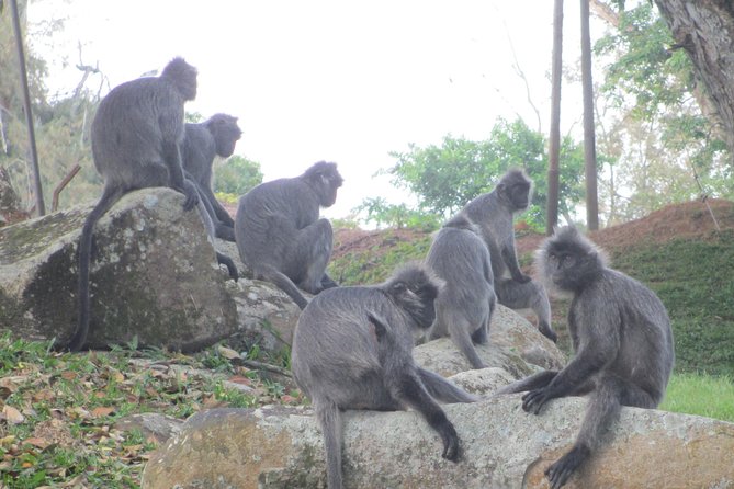 Batu Caves,Hot Spring, Monkey & Fireflies Tour with Dinner - Is $159 good value?