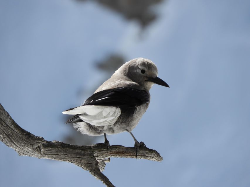 Birding Hike and Hot Spring Soak from Denver - Why a naturalist guide makes the morning better