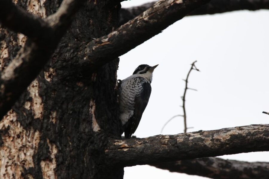 Birding Hike and Hot Spring Soak from Denver - Idaho Springs changes the pace