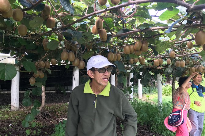 Boutique tour , Mt Maunganui, NZ farm, Rotorua lakes/geothermal - Te Puke and the working kiwi orchard