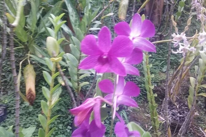 CFC Hot Spring Mud Pool,Garden Of Sleeping Giant And Village Visit Half Day Tour - What to bring and what to wear