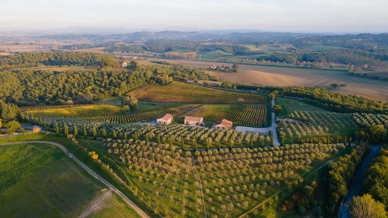 Chianciano Terme: Guided Winery Tour & Wine Tasting - A short winery visit with a clear sense of place