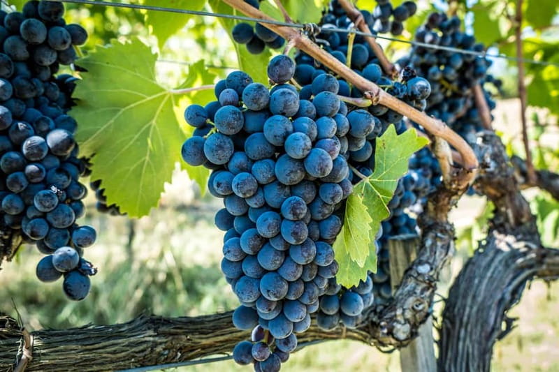 Chianciano Terme: Guided Winery Tour & Wine Tasting - Seeing the vineyards and olive press