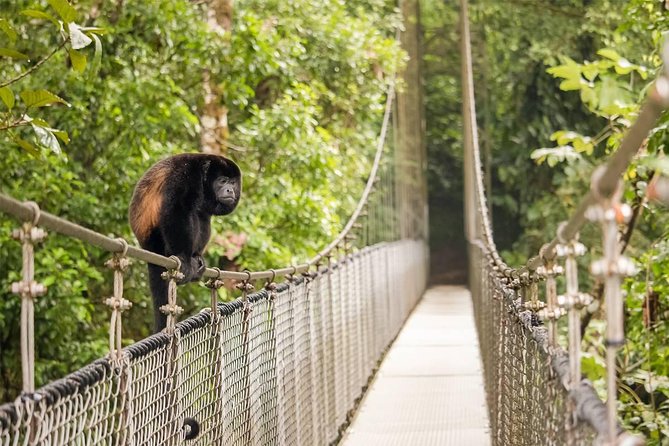 Combo Arenal : Suspension Bridges + Hot Springs + Fortune Falls - Arenal Hanging Bridges above the rainforest