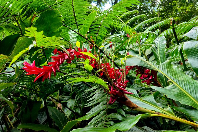 Dominica Adventure Hiking, Swimming, and Hot Springs Tour - A full day built around Dominica’s volcanic interior