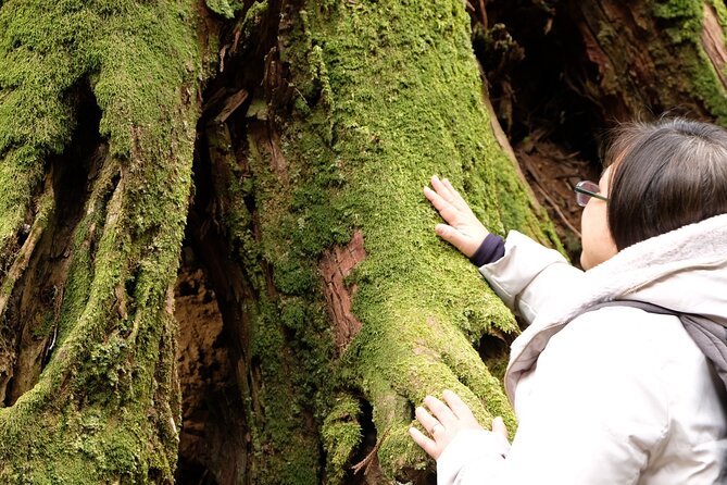 Forest Bathing in Temple and Enjoy onsen with healing power - A Japanese lunch in the temple forest