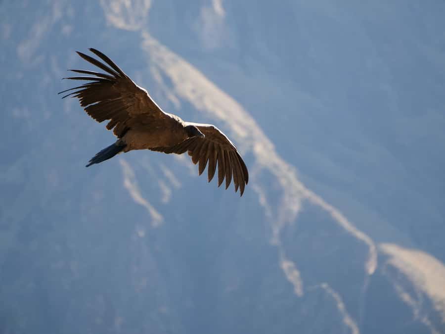 From Arequipa: Colca Canyon & La Calera Thermal Waters - Practical advice for a smoother day