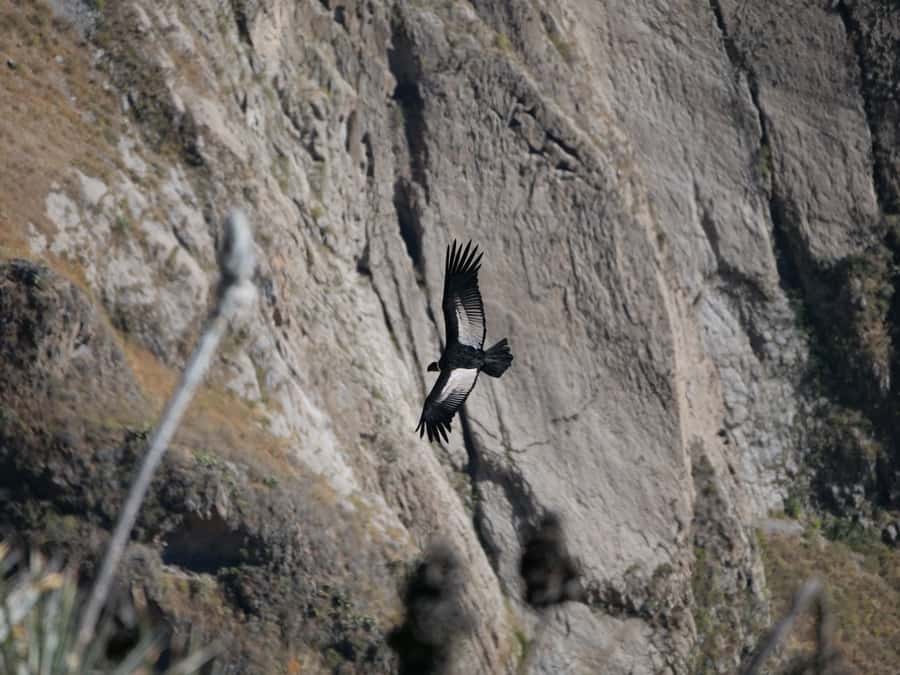 From Arequipa: Colca Canyon & La Calera Thermal Waters - The long road from Arequipa to Colca