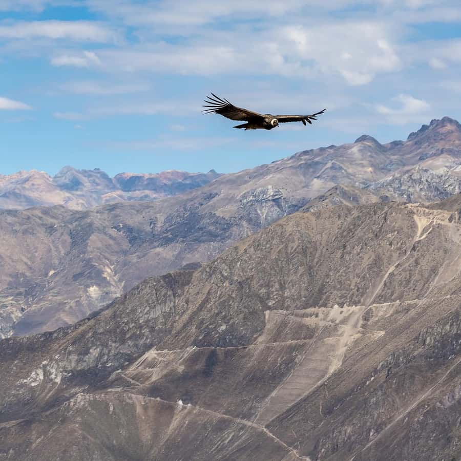 From Arequipa: Colca Canyon & La Calera Thermal Waters - La Calera Thermal Waters for a warm finish