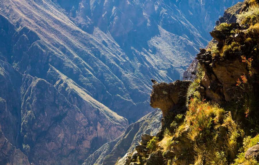 From Arequipa: Colca Valley & Thermal Baths Small-Group Trip - A pre-dawn start from Arequipa