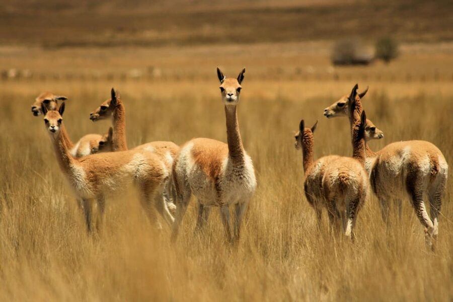 From Arequipa: Colca Valley & Thermal Baths Small-Group Trip - Transport, guides, and group size