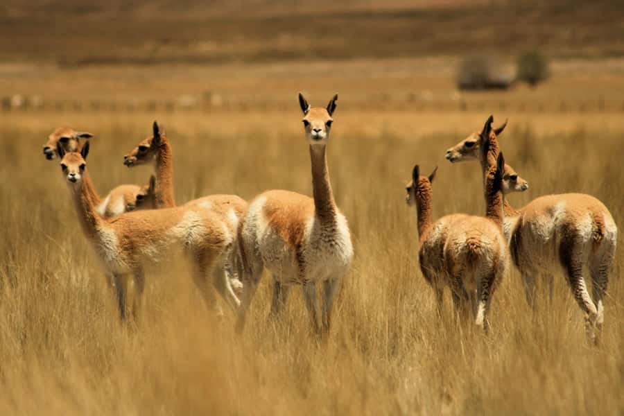 From Arequipa: Colca Valley & Thermal Baths Small-Group Trip - Patapampa at 4,910 meters