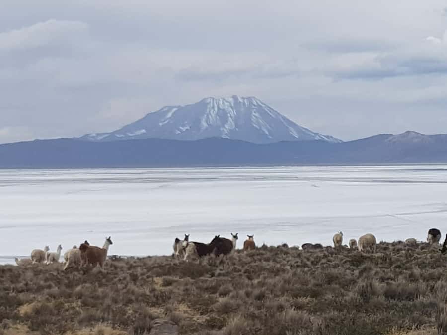 From Arequipa: Salinas Lagoon Full-Day Trip with Hot Springs - Why Salinas Lagoon makes a strong day trip from Arequipa
