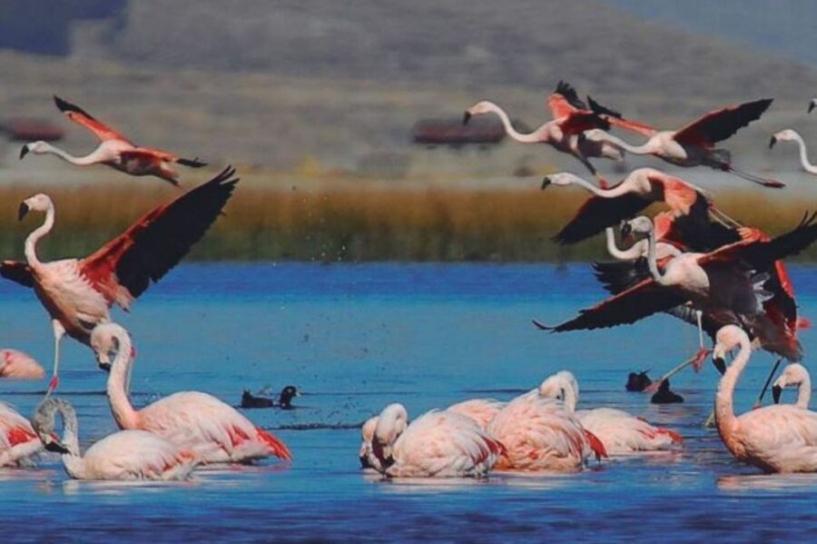 From Arequipa: Salinas Lagoon Full-Day Trip with Hot Springs - Lojen Hot Springs and the optional mini volcano