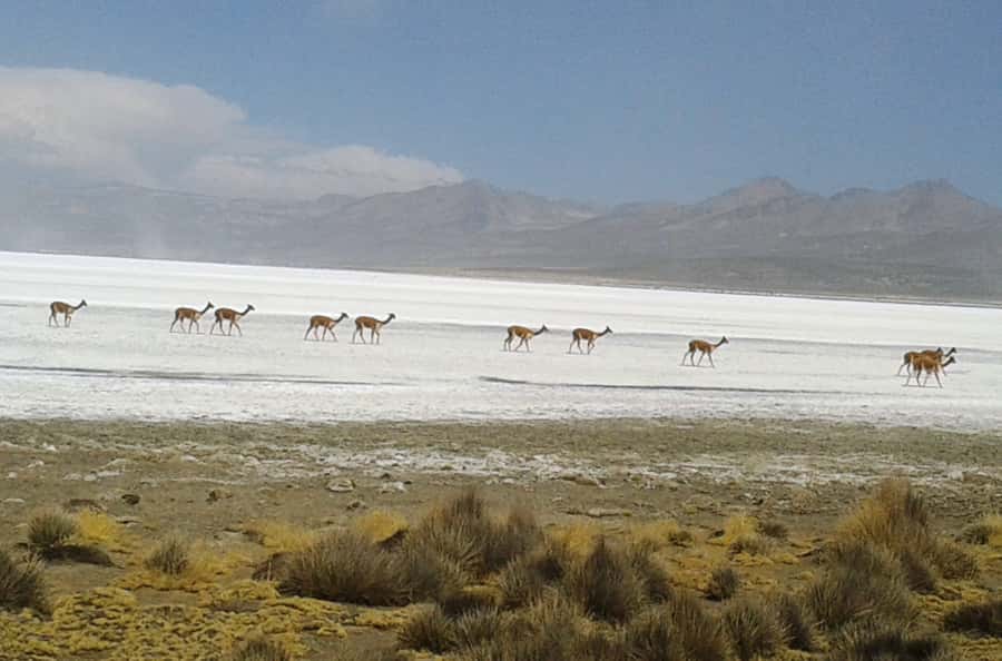 From Arequipa: Salinas Lagoon Full-Day Trip with Hot Springs - Lunch in Chiguata and the long return