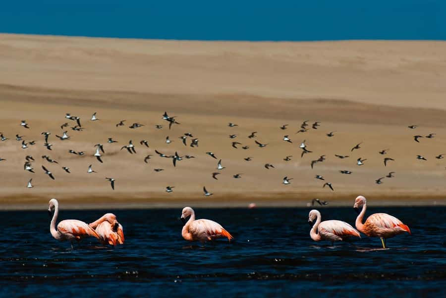From Arequipa: Salinas Lagoon Full-Day Trip with Hot Springs - What the guide adds to the day