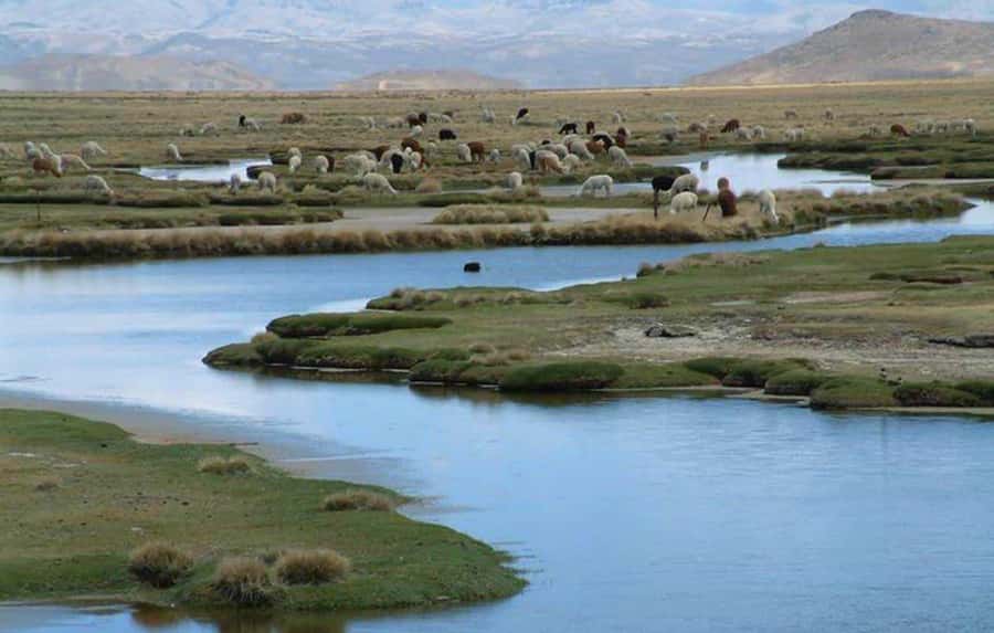 From Arequipa: Salinas Lagoon Full-Day Trip with Hot Springs - The altitude is the main practical concern
