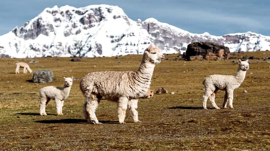 From Cusco: 7 Lagoons of Ausangate Trek with Hot Springs - Breakfast in Pacchanta before the climb