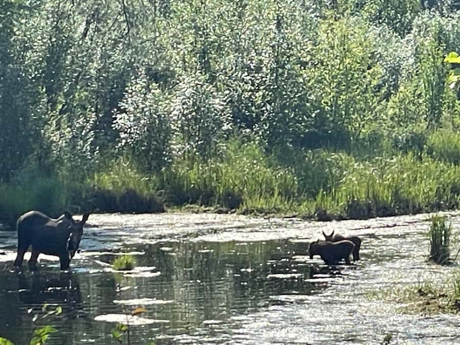 From Fairbanks: Chena Hot Springs Day Tour - Extra time at the resort