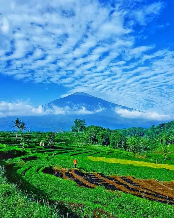 From Jakarta : Volcano, Tea & Rice Fields, Hot Spring - Tropical fruit at the Subang market